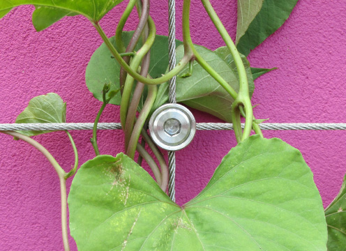 Green Wall Wire Trellis System